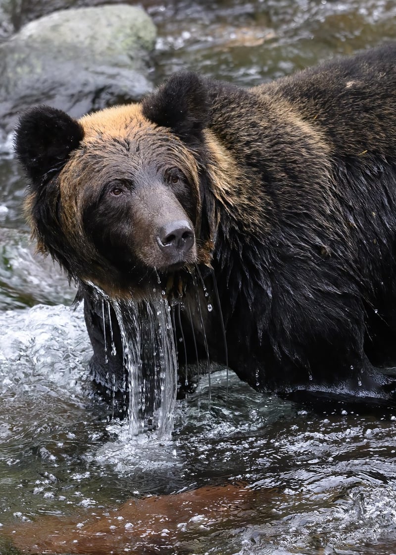 Great Bear Rainforest, Canada