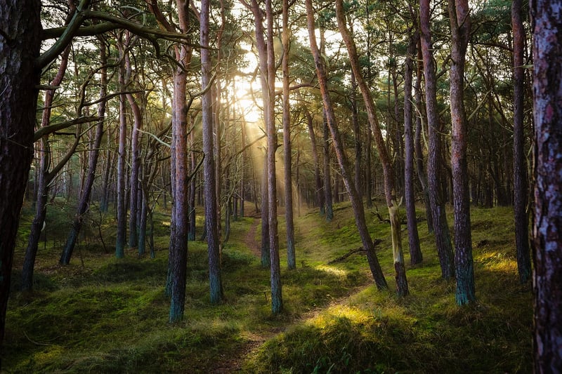 Forest Wilderness