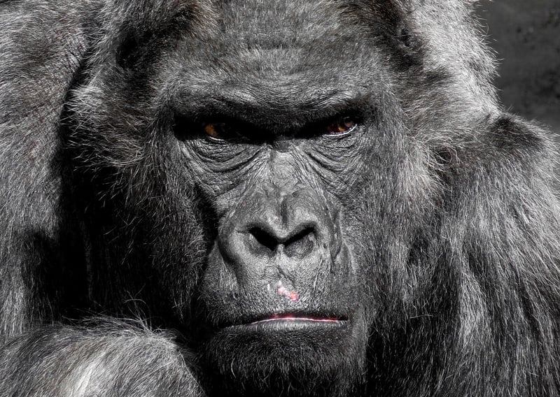 Mountain Gorilla
