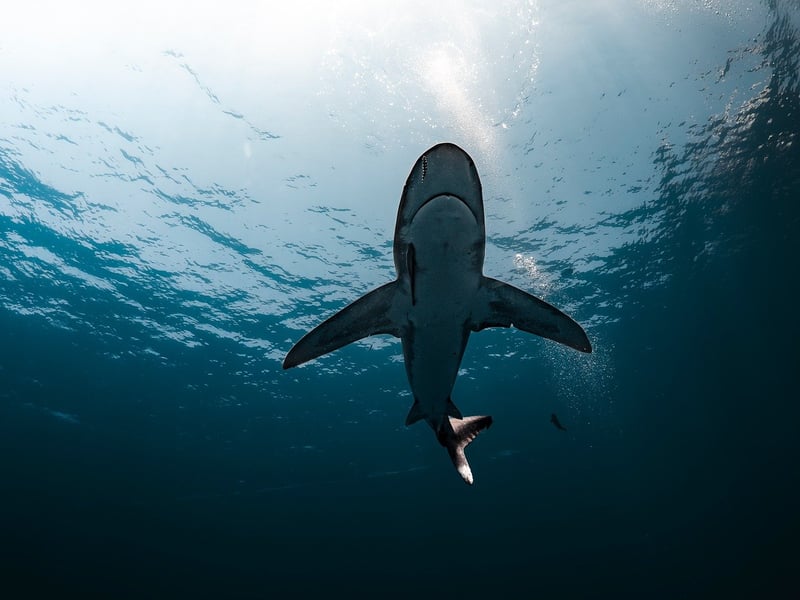 Whale Shark