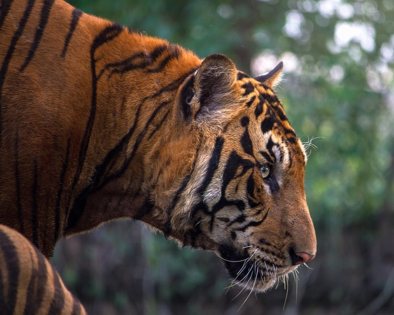 Wildlife Photography